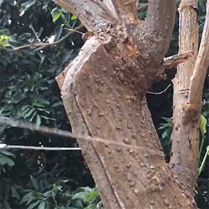 Vielinis pjūklas - Originalu-pigu