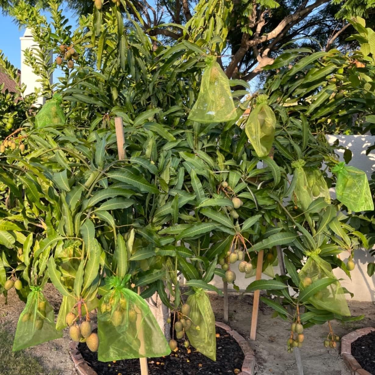 Nuo kenkėjų apsaugantys vaisių maišeliai (100 vnt.) - Originalu-pigu