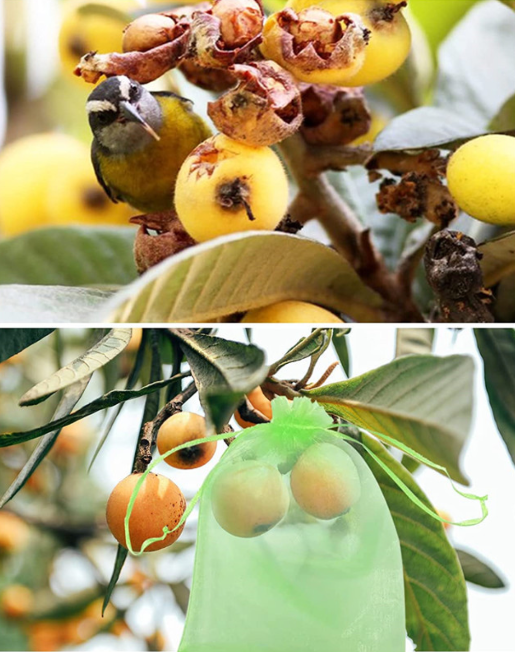 Nuo kenkėjų apsaugantys vaisių maišeliai (100 vnt.) - Originalu-pigu