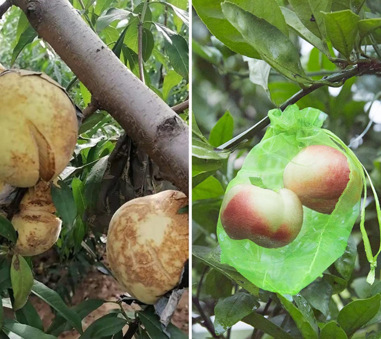 Nuo kenkėjų apsaugantys vaisių maišeliai (100 vnt.) - Originalu-pigu