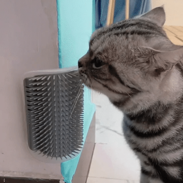 Sieninės šukos su katžole - Originalu-pigu