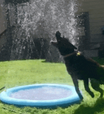 Mini vandens kilimėlis gyvūnams - Originalu-pigu