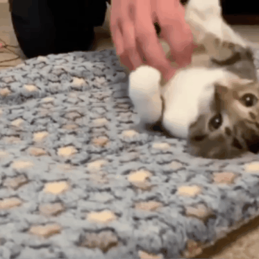 Minkštas guolis augintiniams - Originalu-pigu