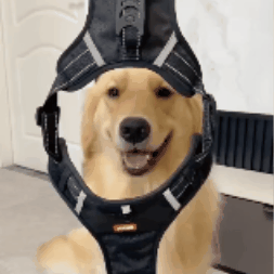 Petnešos šuniukams - Originalu-pigu