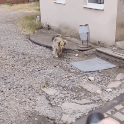 Ultragarsinis prietaisas šunų atbaidymui - Originalu-pigu