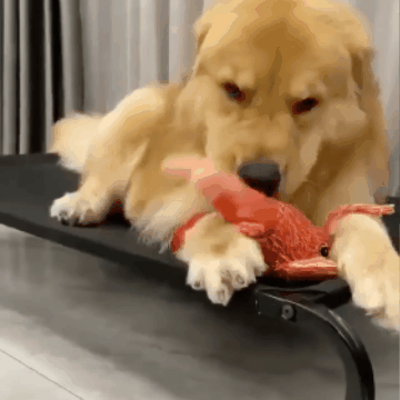 Judančio omaro žaislas augintiniams - Originalu-pigu