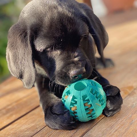 Dantų valymo kamuoliukas šunims Toothy™ - Originalu-pigu