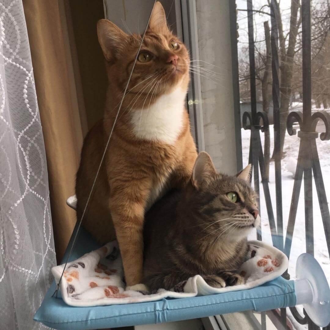 Kabantis guolis katei - Originalu-pigu