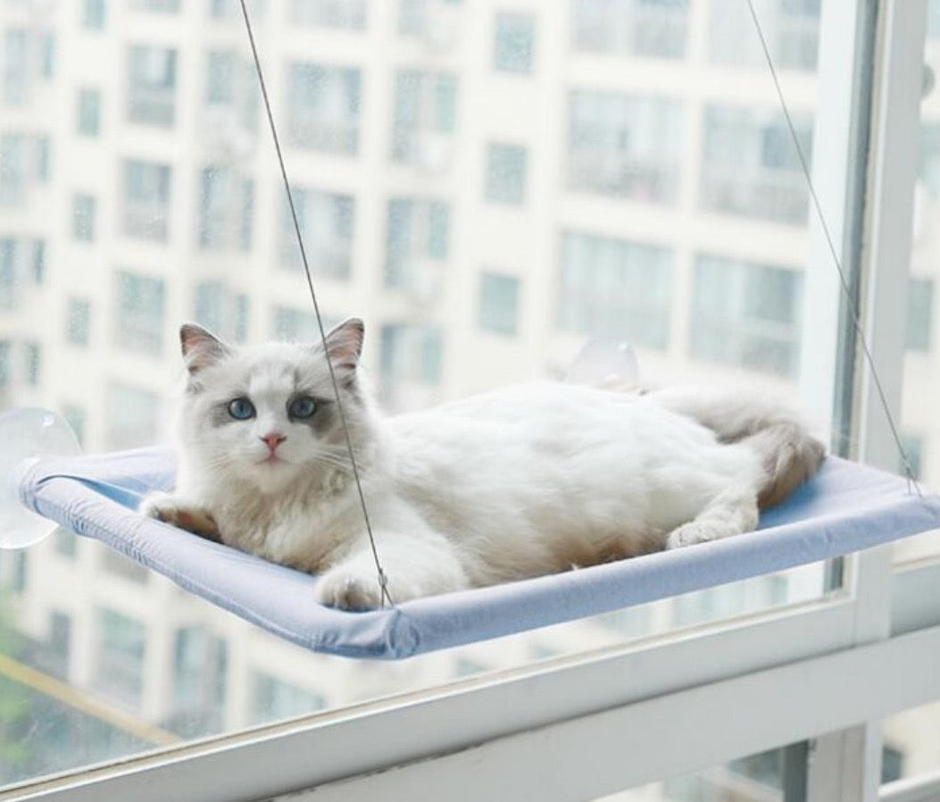 Kabantis guolis katei - Originalu-pigu