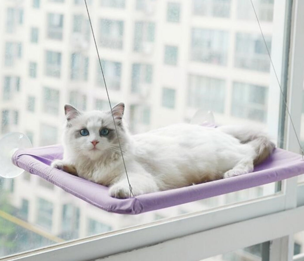 Kabantis guolis katei - Originalu-pigu