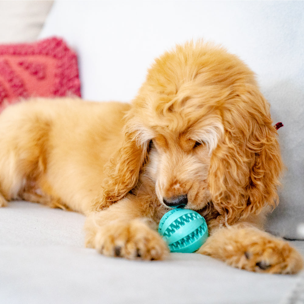 Dantų valymo kamuoliukas šunims Toothy™ - Originalu-pigu