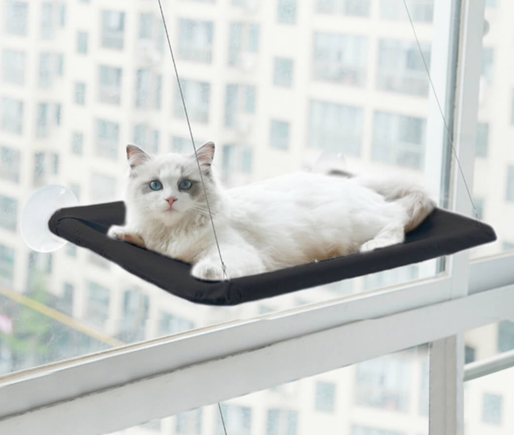 Kabantis guolis katei - Originalu-pigu