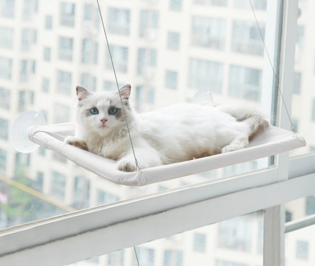 Kabantis guolis katei - Originalu-pigu