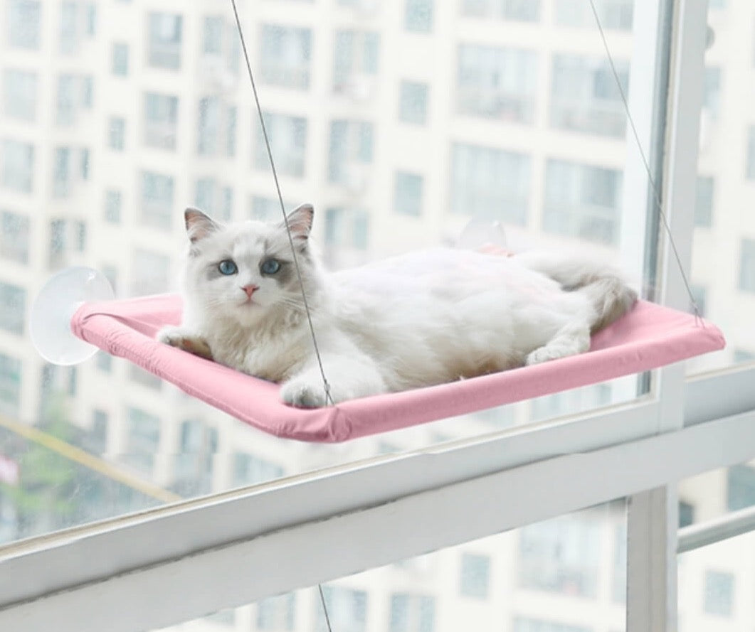 Kabantis guolis katei - Originalu-pigu