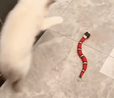 Interaktyvus žaislas katėms TailTangles™