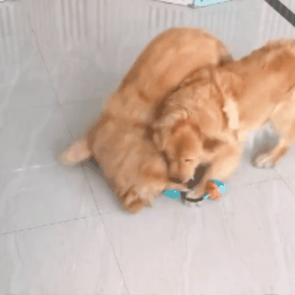 Tamprus žaislas šunims - Originalu-pigu