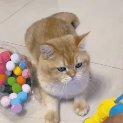 Pliušinių kamuoliukų žaislas katėms - Originalu-pigu