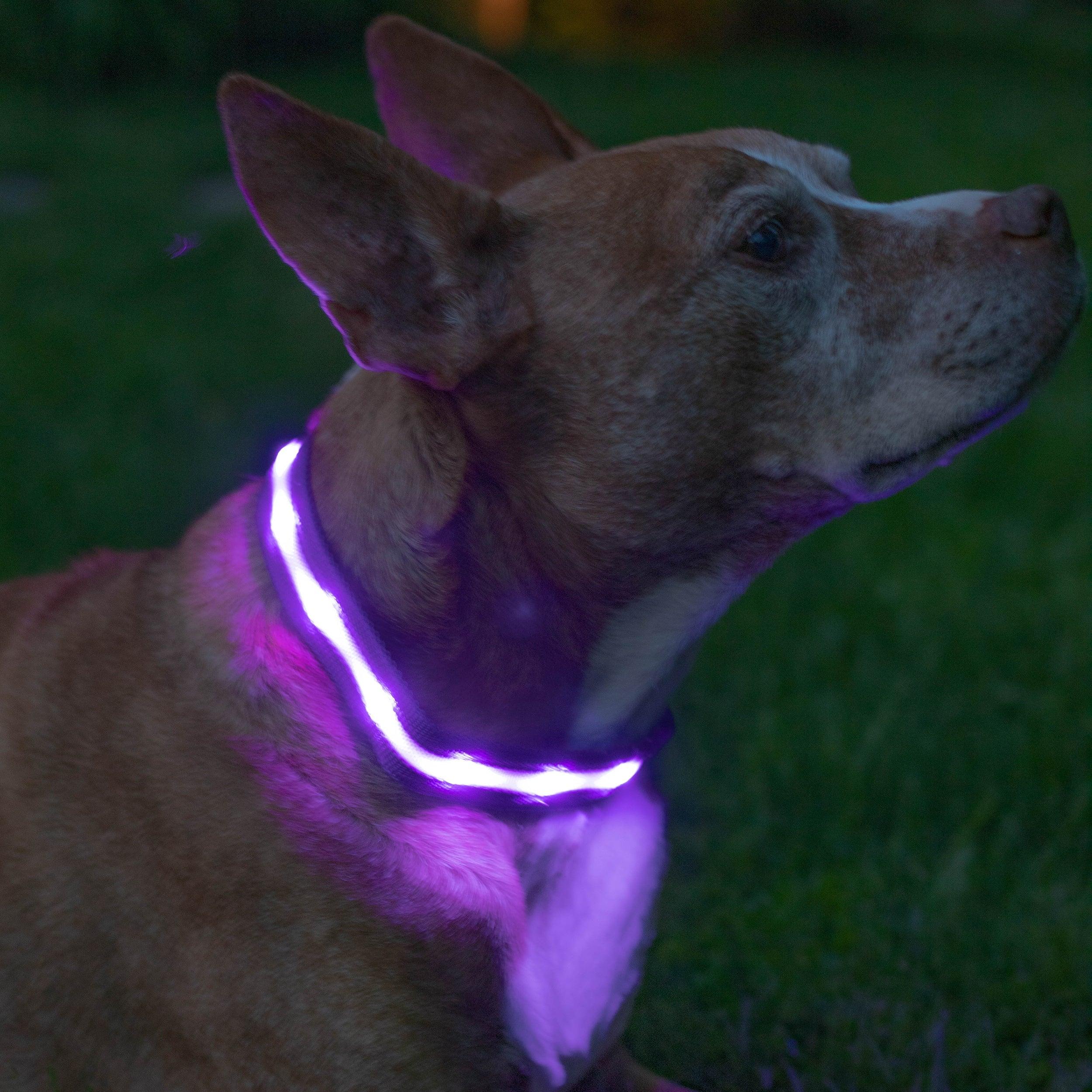LED šuns antkaklis BLAZIN