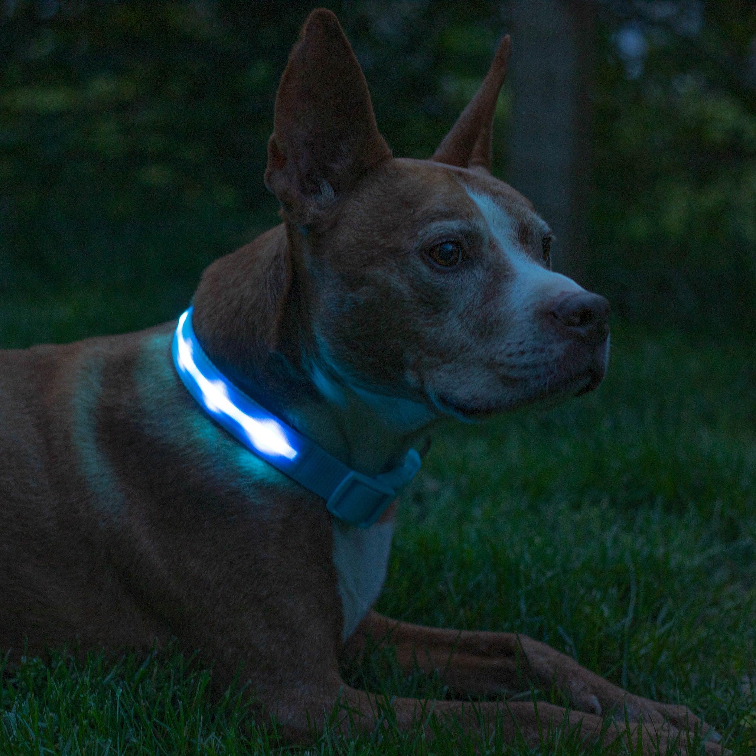 LED šuns antkaklis BLAZIN - Originalu-pigu