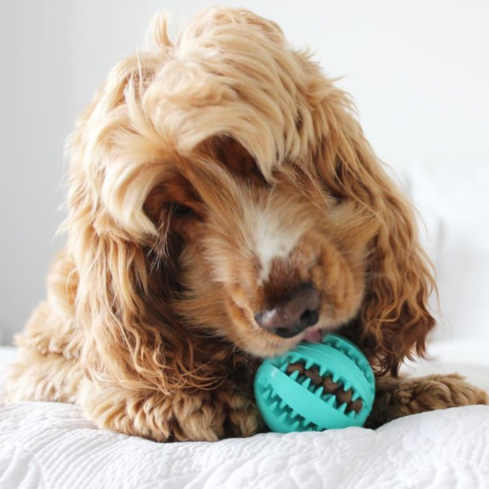 Dantų valymo kamuoliukas šunims Toothy™